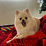dog, pomeranian, pet, indoor, blanket, red, toy, rainbow, bed, fur, cute, happy, animal, cozy, face, mouth_open, ears, paw, resting, smiling
