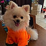 dog, pomeranian, orange_clothing, pet, indoor, table, happy, tongue_out, fluffy, small_dog, fur, animal, cute, sitting, wooden_table, background, flowers, boxes, household_items, smiling