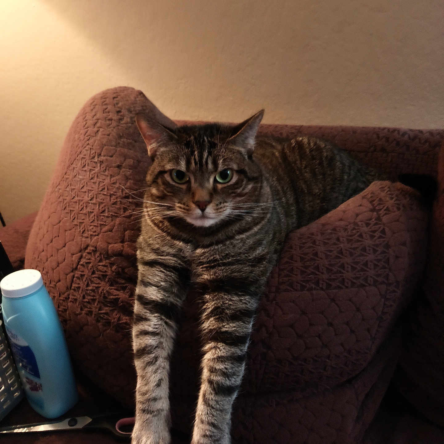 Pipey is registered to the contest to win money with this photo: animal, cat, couch, cozy, cushion, domestic_cat, fur, furniture, home, indoor, lamp, mammal, paws, pet, relaxed, resting, stretching, striped, tabby, whiskers