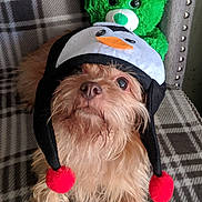 Caramel is registered to the contest to win money with this photo: animal, brown_dog, cozy, cute, dog, face, fur, green_bear, hat, indoors, penguin_hat, pet, pet_accessory, plaid_blanket, pom_poms, portrait, sitting, soft_toys, stuffed_bear, toy
