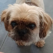 Malo a rejoint le concours — aidez-le/la à gagner de superbes lots ! black_nose, brown_ears, centered, close_up, collar, companion_animal, cream_colored, cute, dark_eyes, dog, fluffy, harness, indoor, long_hair, pet, portrait, shih_tzu, sitting, small_dog, tile_floor