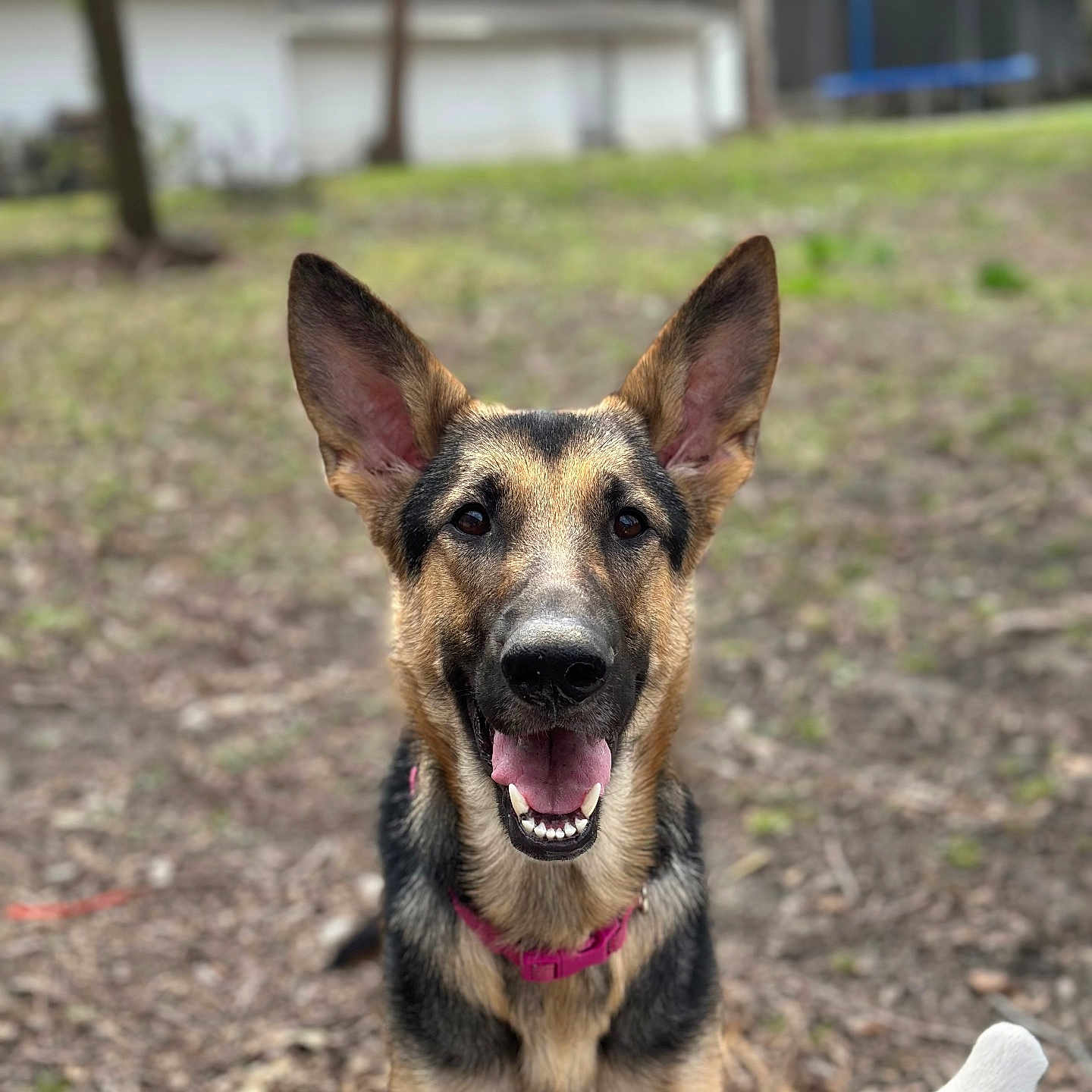 Athena is registered to the contest to win money with this photo: animal, architecture, ball, building, canine, dog, football, germanshepherd, grass, nature, outdoors, pet, plant, puppy, shelter, soccer, soccerball, soil, tree, yard
