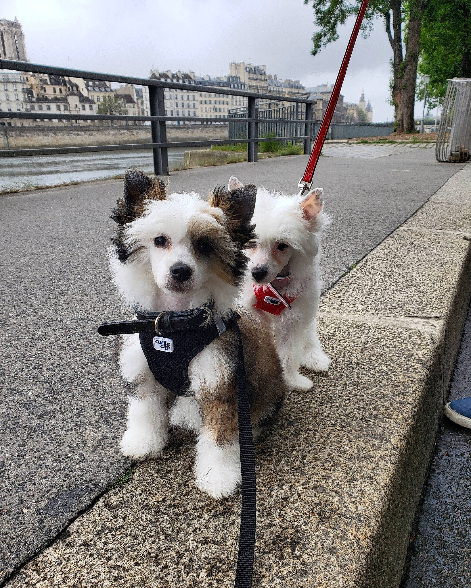 Jupiter a rejoint le concours — aidez-le/la à gagner de superbes lots ! asphalt, carnivore, cloud, collar, companion_dog, dog, dog_breed, dog_supply, fawn, fence, leash, plant, sky, small_terrier, snout, sporting_group, terrier, toy_dog, tree, working_animal