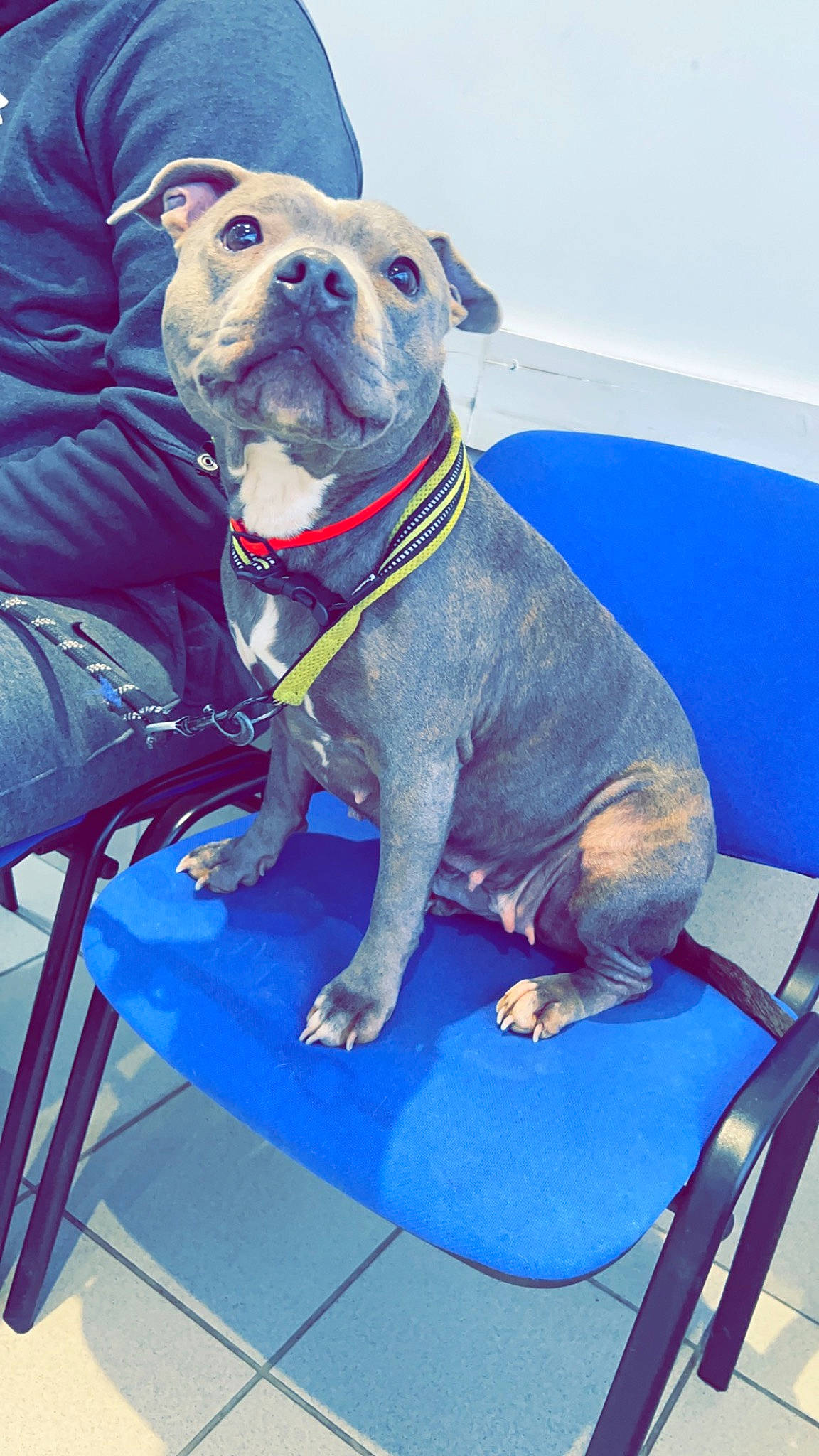 Ruby a rejoint le concours — aidez-le/la à gagner de superbes lots ! blue, canidae, carnivore, chair, collar, comfort, companion_dog, dog, dog_breed, dog_collar, dog_supply, electric_blue, fawn, guard_dog, molosser, pet_supply, sitting, sporting_group, working_animal, working_dog