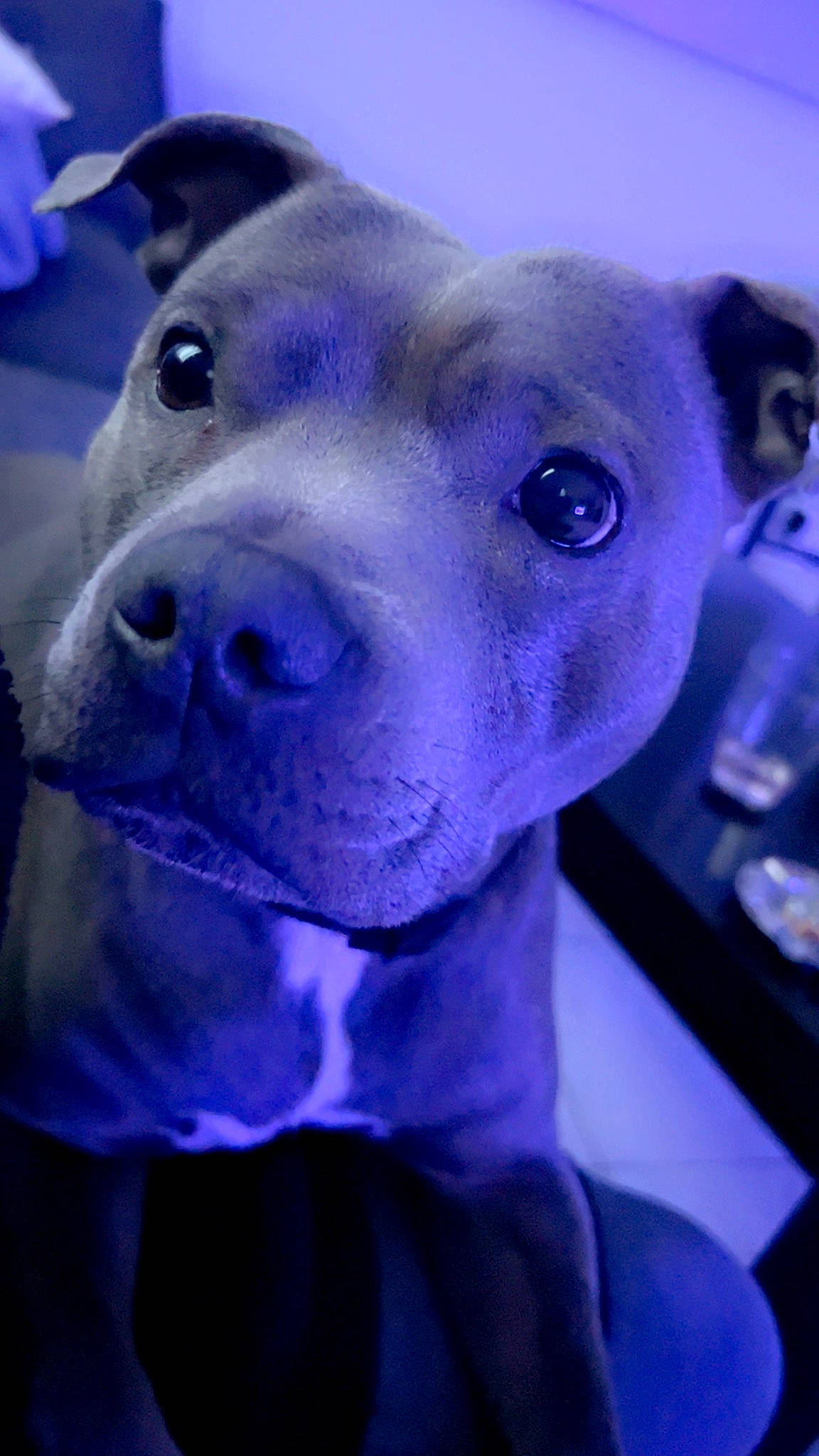 Ruby participe au concours pour gagner de l'argent avec cette photo : blue, canidae, carnivore, companion_dog, dog, dog_breed, electric_blue, fawn, fur, jaw, magenta, mammal, non_sporting_group, purple, snout, sporting_group, terrestrial_animal, violet, whiskers, working_animal