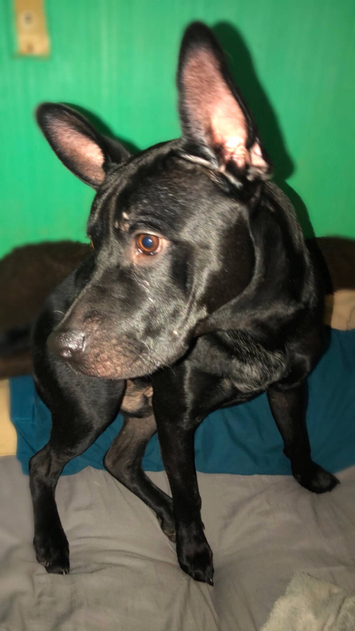 Shadow joined the competition — help win amazing prizes! american_pit_bull_terrier, canidae, carnivore, dog, dog_breed, ear, formosan_mountain_dog, mammal, mexican_hairless_dog, non_sporting_group, rare_breed_dog, snout, sporting_group, thai_ridgeback, vertebrate