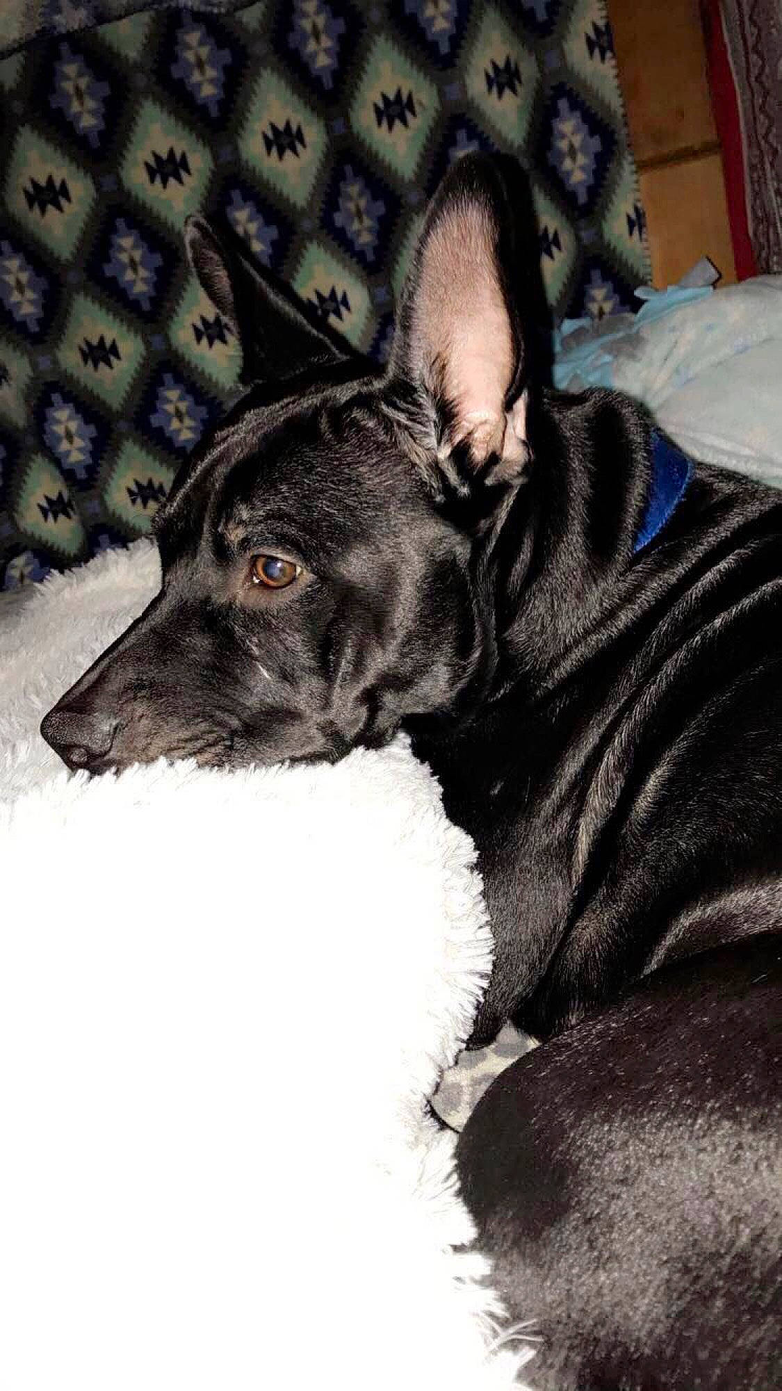 Shadow is registered to the contest to win money with this photo: basenji, canidae, carnivore, dog, dog_breed, ear, feist, formosan_mountain_dog, fur, lurcher, mammal, rare_breed_dog, snout, vertebrate, whiskers