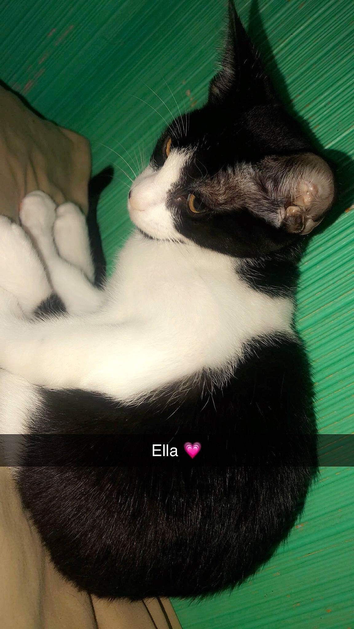 Ella joined the competition — help win amazing prizes! black_cat, carnivore, cat, claw, domestic_short_haired_cat, felidae, fur, kitten, paw, photo_caption, polydactyl_cat, small_to_medium_sized_cats, tail, whiskers
