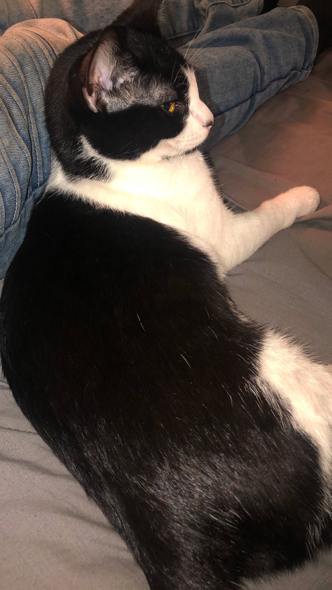 Ella joined the competition — help win amazing prizes! black, black_cat, carnivore, cat, domestic_short_haired_cat, ear, felidae, fur, paw, polydactyl_cat, small_to_medium_sized_cats, snout, tail, whiskers