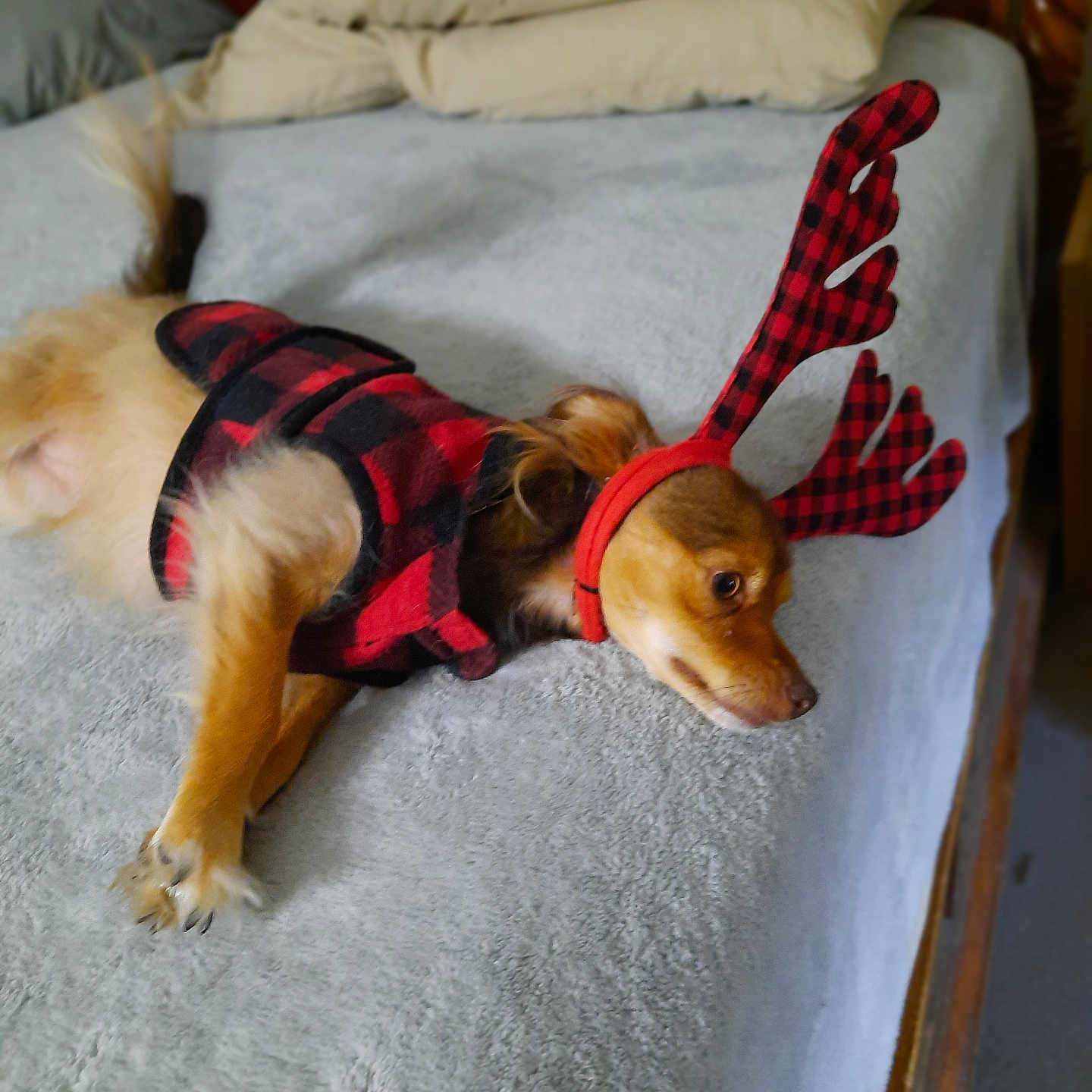 Abby is registered to the contest to win money with this photo: accessories, animal, bed, bedroom, canine, chihuahua, clothing, couch, cushion, dog, furniture, homedecor, hound, indoors, interiordesign, lifejacket, pet, puppy, room, strap