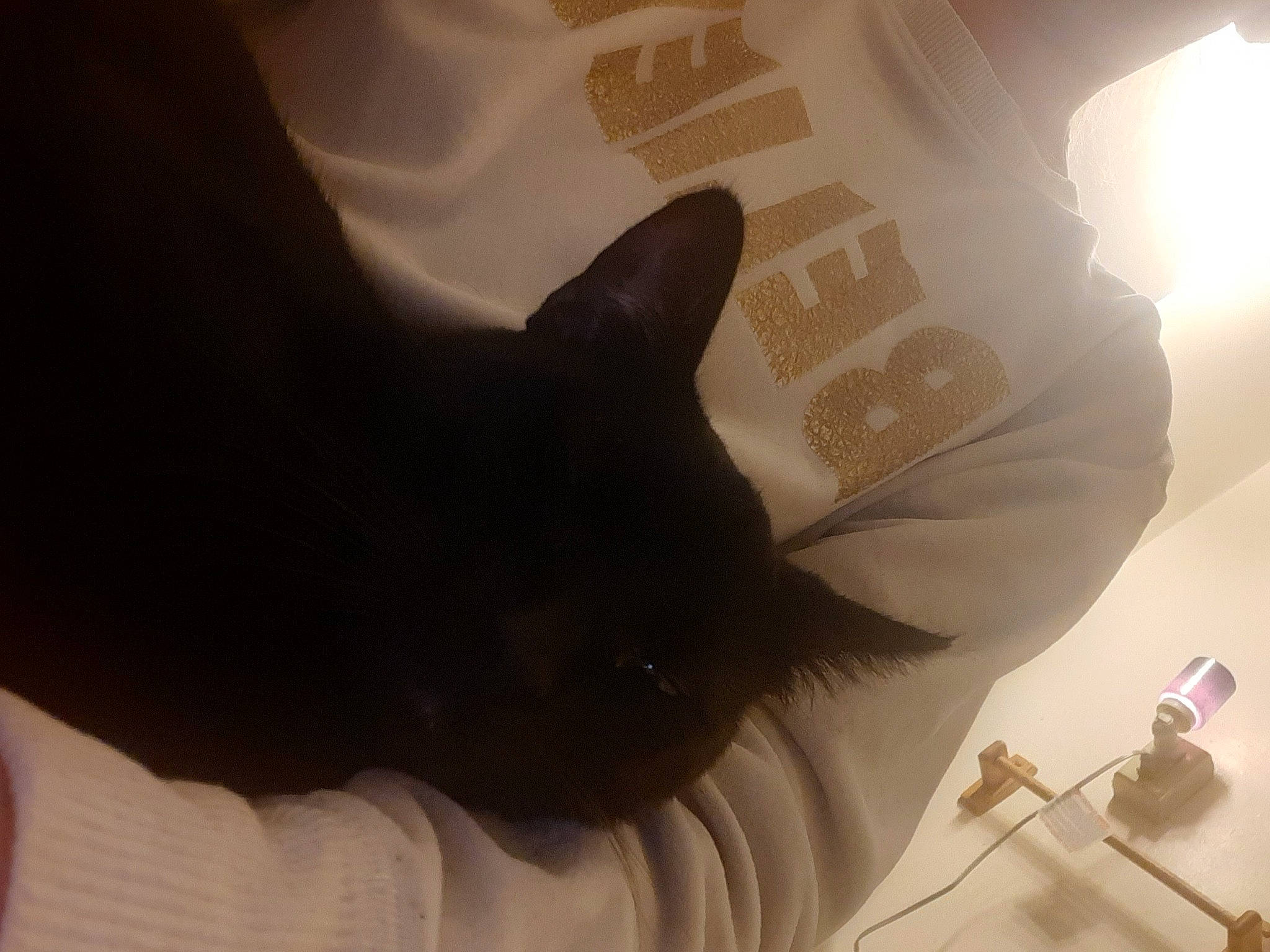 Onyx is registered to the contest to win money with this photo: abdomen, black_cat, carnivore, cat, comfort, domestic_short_haired_cat, elbow, eye, felidae, fur, gesture, human_leg, leg, small_to_medium_sized_cats, snout, tail, thigh, tints_and_shades, whiskers, wrist