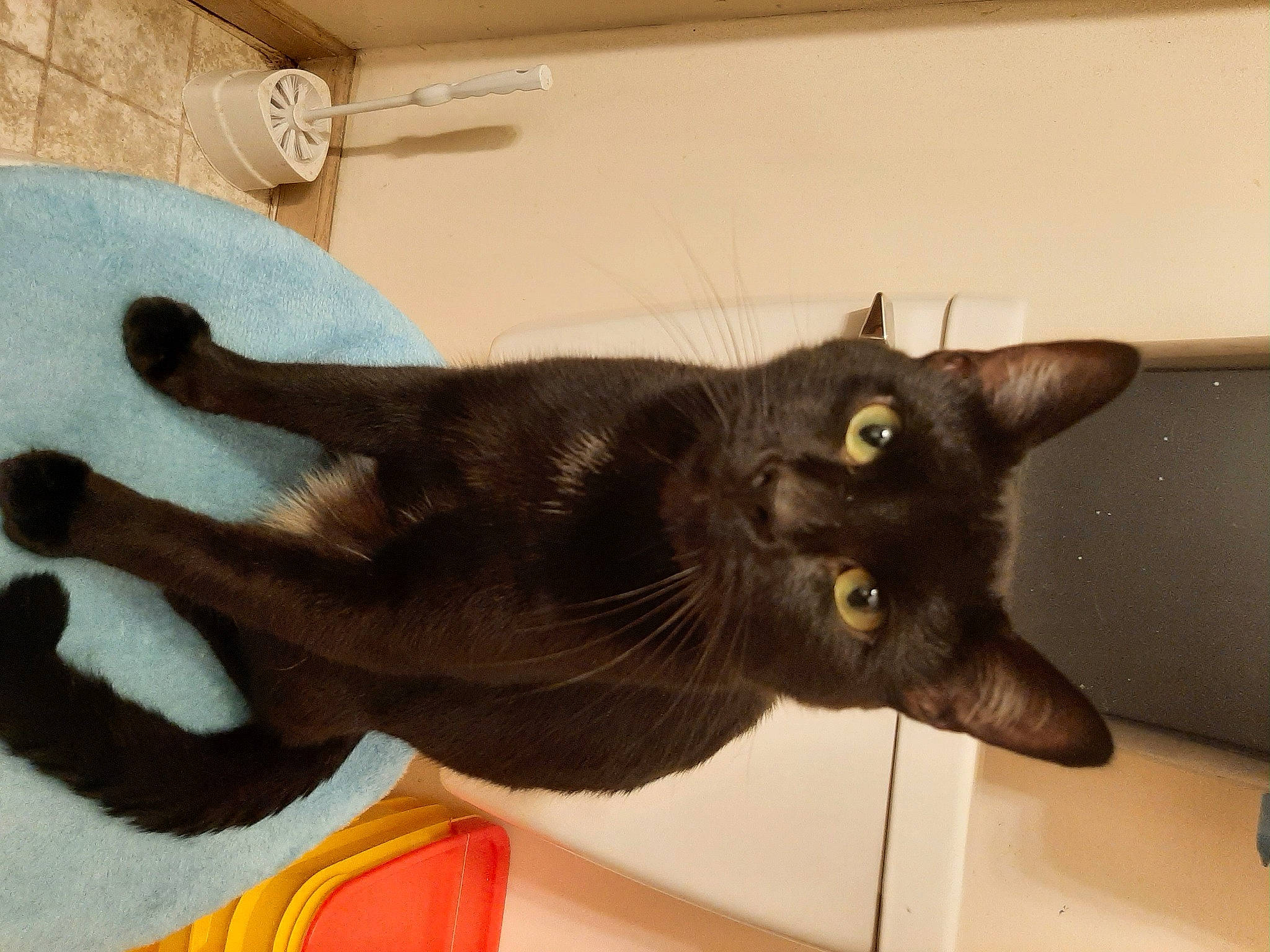 Onyx joined the competition — help win amazing prizes! black_cat, bombay, carnivore, cat, claw, collar, domestic_short_haired_cat, felidae, fur, havana_brown, small_to_medium_sized_cats, snout, tail, whiskers