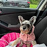 Catalina joined the competition — help win amazing prizes! dog, pet, car_interior, pink_hoodie, pet_bed, blanket, window, rain_drops, car_door, seat, animal, fur, ears, cute, small_dog, cozy, resting, indoor, transportation, vehicle