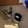 Catalina joined the competition — help win amazing prizes! dog, plush_toy, carpet, indoor, door, stuffed_animal, black_toy, white_toy, red_beak, pet, animal, playful, cute, fur, ears, tongue, smiling, relaxed, home, floor