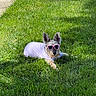 dog, grass, sunglasses, white_shirt, outdoor, pet, sunlight, greenery, relaxing, canine, animal, summer, fashion, casual, cute, ear, fur, daylight, resting, nature