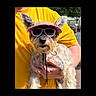 accessory, animal, canine, casual, companion, cute, dog, fashion, funny, hand, hat, outdoor, person, pet, pink, portrait, summer, sunglasses, sunny, yellow_shirt