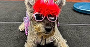 Catalina is registered to the contest to win money with this photo: dog, party_hat, sunglasses, indoor, carpet, pink, red, fluffy, pet, cute, funny, celebration, animal, floor, curtain, costume, accessory, lying_down, furry, small_dog