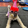 dog, party_hat, sunglasses, indoor, carpet, pink, red, fluffy, pet, cute, funny, celebration, animal, floor, curtain, costume, accessory, lying_down, furry, small_dog
