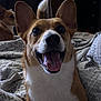 dog, corgi, pet, animal, smiling, tongue_out, ears, bed, blanket, indoor, happy, cute, fur, canine, two_dogs, resting, companion, cozy, domestic, friendly