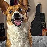 Dante joined the competition — help win amazing prizes! dog, pet, canine, happy, smiling, bed, fur, ears, indoor, blanket, mouth_open, tongue, animal, domestic, cozy, background, guitar_case, clothing, room, portrait