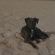 Pheloney joined the competition — help win amazing prizes! dog, beach, sand, animal, outdoor, sunlight, relaxing, canine, nature, summer, pet, mammal, lying_down, quiet, daytime, forest, ground, peaceful, alone, wildlife