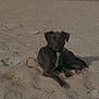 dog, beach, sand, animal, outdoor, sunlight, relaxing, canine, nature, summer, pet, mammal, lying_down, quiet, daytime, forest, ground, peaceful, alone, wildlife