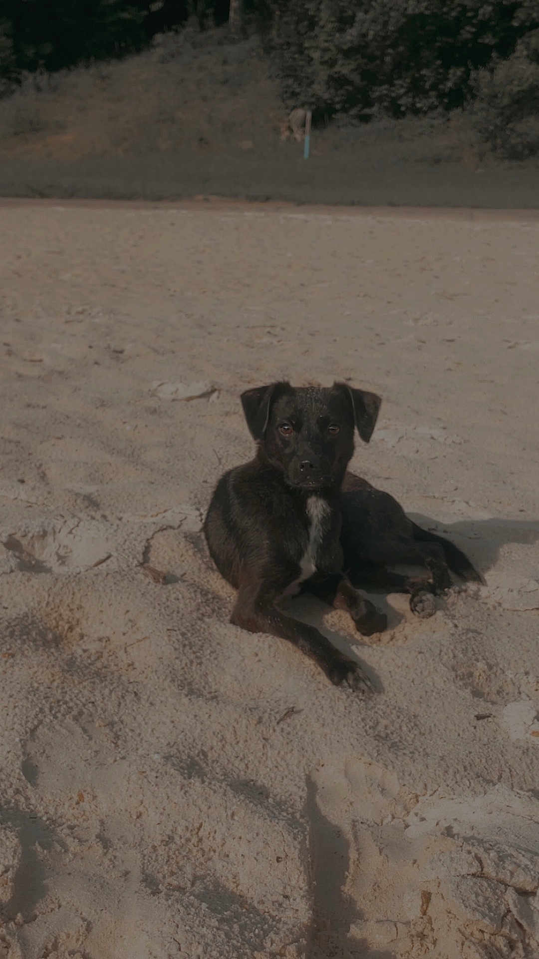 Pheloney joined the competition — help win amazing prizes! dog, beach, sand, animal, outdoor, sunlight, relaxing, canine, nature, summer, pet, mammal, lying_down, quiet, daytime, forest, ground, peaceful, alone, wildlife