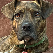 Cherokee joined the competition — help win amazing prizes! dog, brindle, pet, collar, tag, close_up, portrait, brown_eyes, ears, fur, animal, domestic_animal, looking, resting, indoor, canine, muzzle, nose, whiskers, background