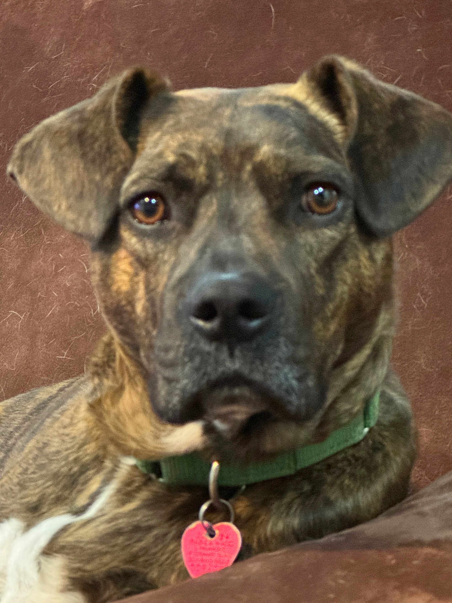 Cherokee joined the competition — help win amazing prizes! dog, brindle, pet, collar, tag, close_up, portrait, brown_eyes, ears, fur, animal, domestic_animal, looking, resting, indoor, canine, muzzle, nose, whiskers, background