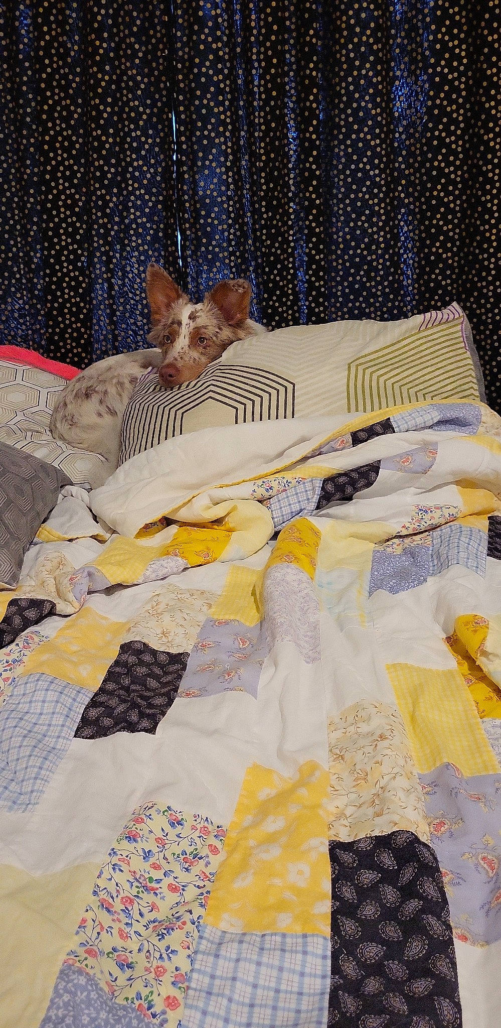 Drake joined the competition — help win amazing prizes! art, bed, bed_sheet, bedding, comfort, companion_dog, craft, creative_arts, curtain, felidae, linens, pattern, purple, quilt, room, small_to_medium_sized_cats, tail, textile, visual_arts, whiskers