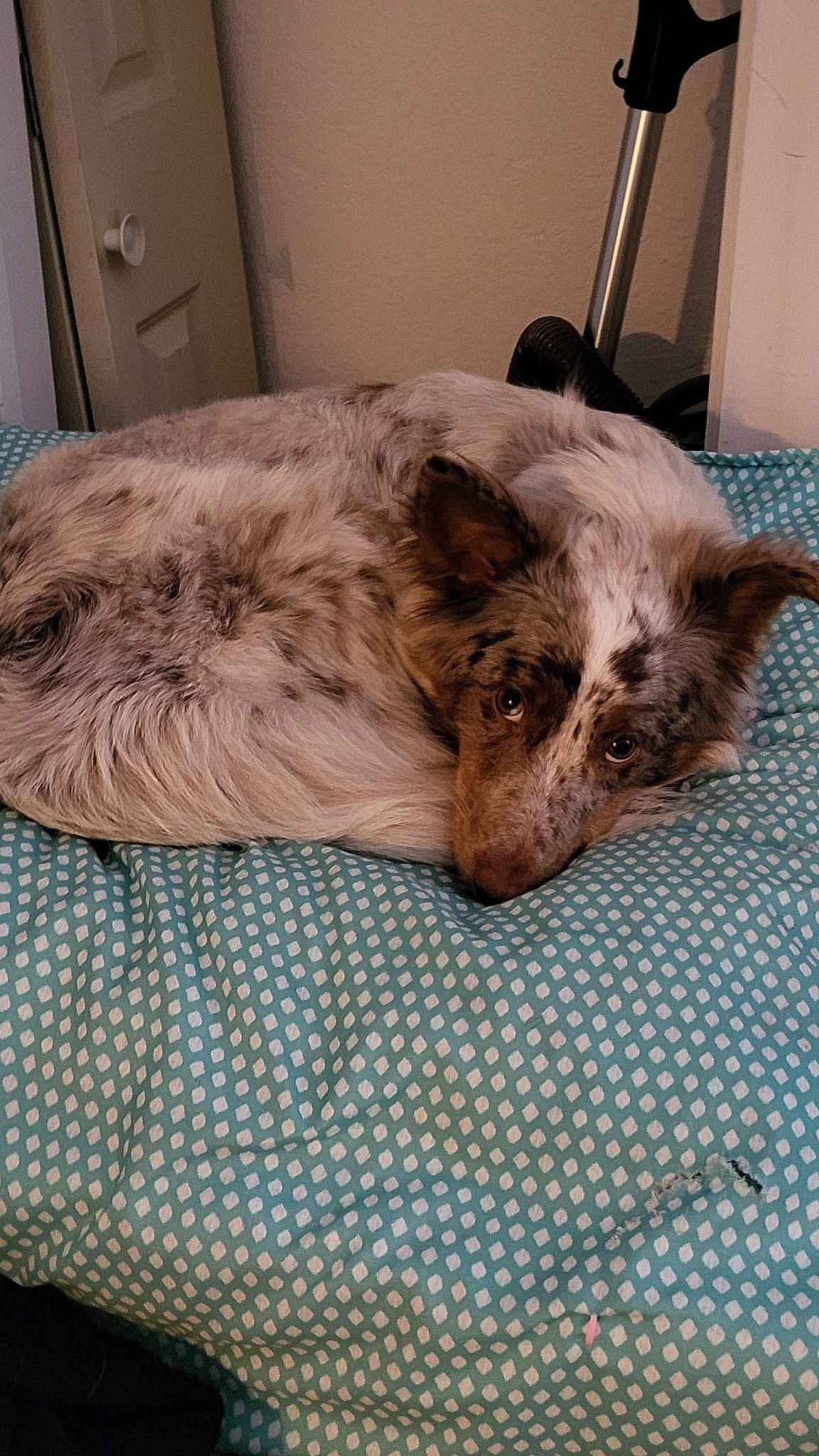 Drake joined the competition — help win amazing prizes! canidae, carnivore, cat, comfort, companion_dog, dog, dog_breed, duvet, fawn, felidae, fur, linens, liver, nap, small_to_medium_sized_cats, snout, sporting_group, terrestrial_animal, whiskers, working_animal