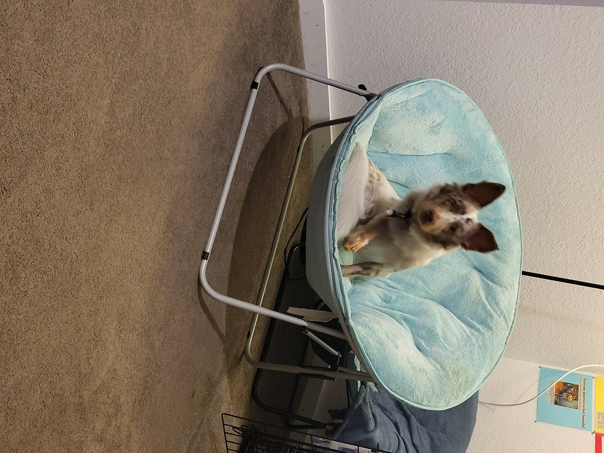 Drake is registered to the contest to win money with this photo: balinese, birman, carnivore, cat, cat_supply, domestic_short_haired_cat, fawn, felidae, fur, gas, pet_supply, siamese, small_to_medium_sized_cats, snout, tail, thai, tonkinese, whiskers