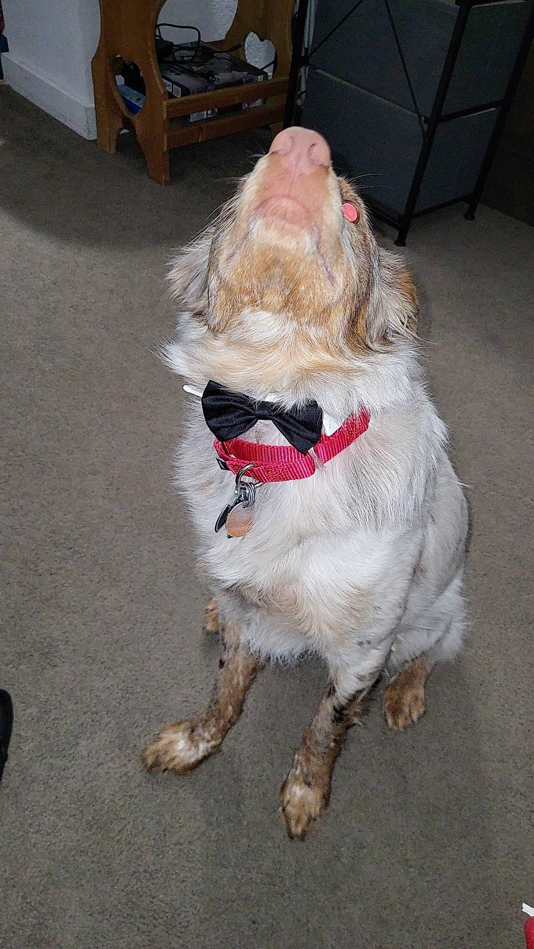 Drake is registered to the contest to win money with this photo: beard, carnivore, collar, companion_dog, dog_breed, eyewear, facial_hair, fictional_character, flooring, foot, fur, glasses, knee, lap, lawn_ornament, moustache, road_surface, santa_claus, sporting_group, tail