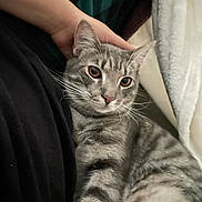 Michie. joined the competition — help win amazing prizes! cat, tabby_cat, pet, animal, feline, striped, gray_cat, whiskers, closeup, indoor, person, hand, blanket, fabric, resting, cozy, comfort, cute, fur, eyes
