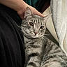 cat, tabby_cat, pet, animal, feline, striped, gray_cat, whiskers, closeup, indoor, person, hand, blanket, fabric, resting, cozy, comfort, cute, fur, eyes