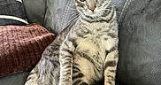 Michie. joined the competition — help win amazing prizes! cat, tabby, pet, feline, animal, couch, indoor, relaxed, sitting, fur, whiskers, tail, pillow, cozy, orange_eyes, striped, domestic, cute, alert, soft