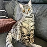 cat, tabby, pet, feline, animal, couch, indoor, relaxed, sitting, fur, whiskers, tail, pillow, cozy, orange_eyes, striped, domestic, cute, alert, soft