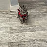 Michie. joined the competition — help win amazing prizes! animal, bow_tie, cat, curious, cute, domestic, feline, floor, gray, harness, indoor, kitten, looking, pet, sitting, striped, tabby, wide_eyes, wooden_floor, young