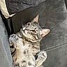 Michie. is registered to the contest to win money with this photo: cat, tabby, pet, feline, indoor, couch, cushion, fur, whiskers, ears, eyes, relaxed, lying_down, domestic_animal, home, cozy, remote_control, looking_up, soft_fabric, gray