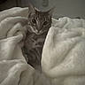 Michie. is registered to the contest to win money with this photo: cat, blanket, indoor, pet, feline, cozy, fur, whiskers, curious, animal, cute, relaxing, soft, home, resting, warm, comfort, mysterious_lights, device, dim_lighting