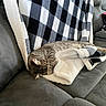 cat, tabby_cat, sleeping, couch, blanket, gray_couch, cozy, indoor, furniture, pet, resting, soft_texture, striped_fur, relaxed, home, living_room, plaid_blanket, domestic_animal, comfort, nap