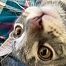 Michie. is registered to the contest to win money with this photo: animal, attention, blurred, cat, close_up, curious, cute, ears, eyes, face, feline, fur, indoor, nose, pet, portrait, soft, tabby, texture, whiskers