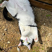 Snow participe au concours pour gagner de l'argent avec cette photo : cat, black_and_white, lying_down, outdoor, earth, grass, paws, yellow_eyes, pink_nose, pink_paws, collar, relaxed, sunlight, feline, animal, pet, nature, playful, cute, whiskers