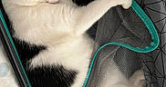 Snow participe au concours pour gagner de l'argent avec cette photo : cat, black_and_white, sleeping, suitcase, mesh, zipper, indoor, bed, paw, fur, resting, pet, animal, cozy, home, relaxing, comfort, closeup, feline, cute