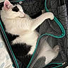 cat, black_and_white, sleeping, suitcase, mesh, zipper, indoor, bed, paw, fur, resting, pet, animal, cozy, home, relaxing, comfort, closeup, feline, cute