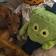 Paco participe au concours pour gagner de l'argent avec cette photo : puppy, dog, plush_toy, pumpkin, frankenstein_toy, bed, cage, brown_dog, pet, cozy, indoor, cute, animal, soft, resting, stuffed_animal, holiday, halloween, toy, relaxed