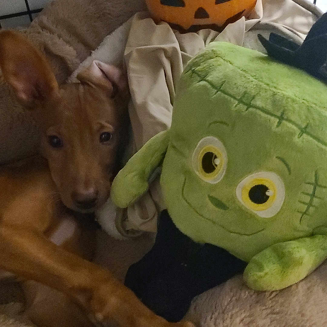Paco participe au concours pour gagner de l'argent avec cette photo : animal, bed, brown_dog, cage, cozy, cute, dog, frankenstein_toy, halloween, holiday, indoor, pet, plush_toy, pumpkin, puppy, relaxed, resting, soft, stuffed_animal, toy