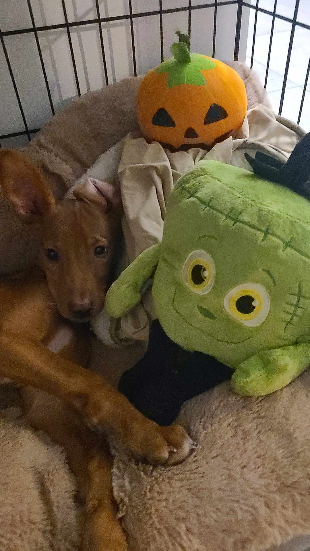 Paco