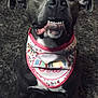 Nera is registered to the contest to win money with this photo: dog, birthday, bandana, pet, animal, carpet, smiling, teeth, indoor, cute, celebration, friendly, black_dog, fur, ears, face, tongue, closeup, happy, looking_up