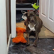 Nera is registered to the contest to win money with this photo: dog, plush_toy, doorway, carpet, floor, door, shelving, indoor, pet, brown_dog, white_markings, toy, marble_floor, resting, animal, household, furniture, room, paw, relaxing